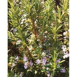 Memories for Rosemary